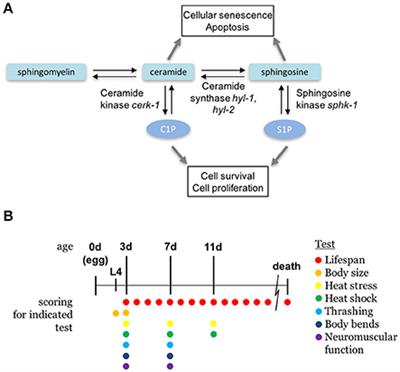 Loss of Sphingosine Kinase Alters Life History Traits and Locomotor Function in Caenorhabditis elegans